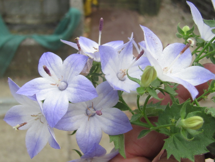 Campanula isophylla 'Pamela'